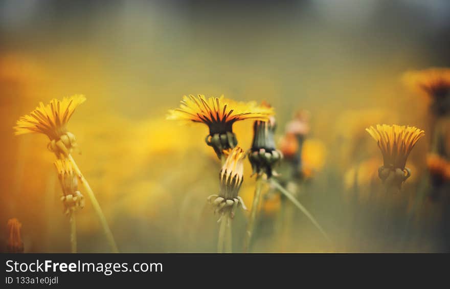 Bright, beautiful dandelion wildflowers grow in a meadow among the grass on a misty summer morning. Nature. Bright, beautiful dandelion wildflowers grow in a meadow among the grass on a misty summer morning. Nature