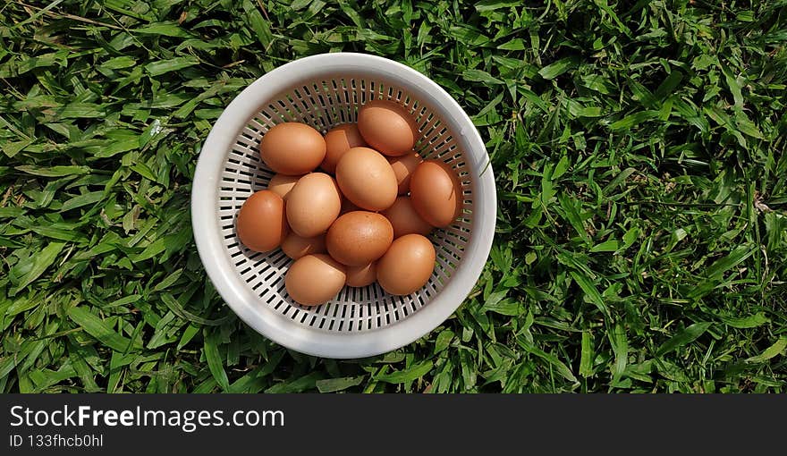 Photo of chicken eggs in the garden