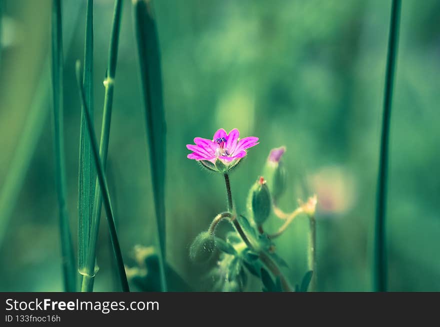 Colorful spring in the meadow. Colorful spring in the meadow