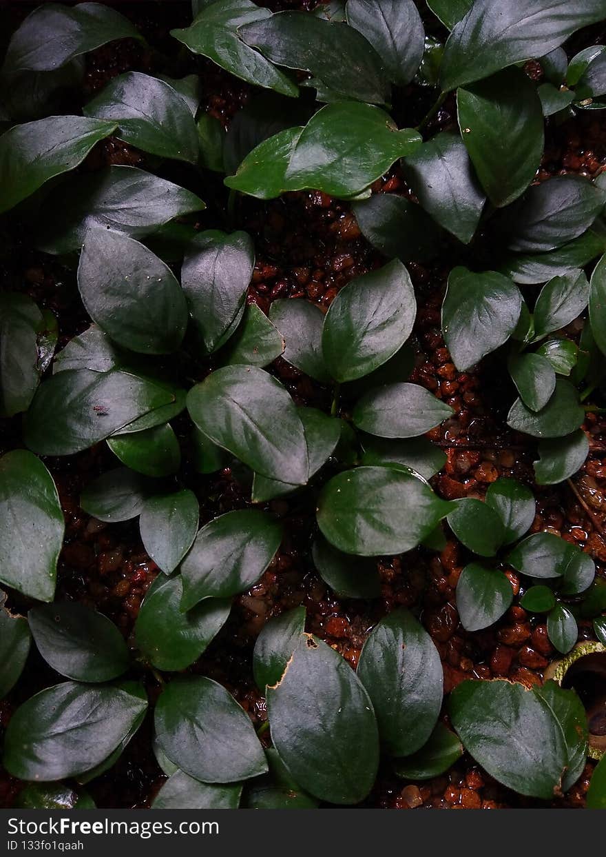 Anubias plant, aquatic and semi-aquatic plant growing