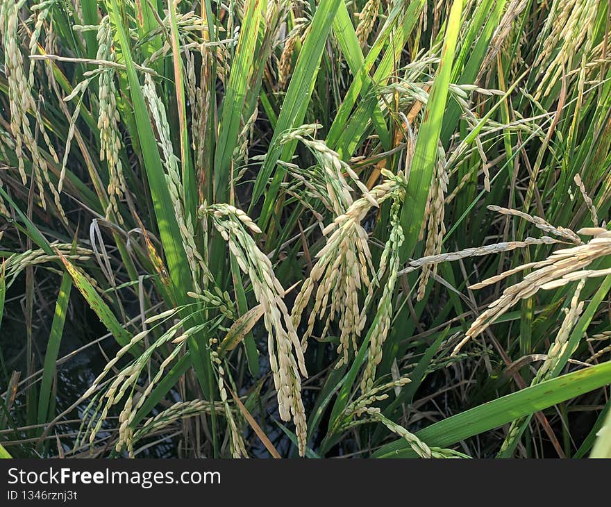 Rice plants that are starting to turn yellow. File 2