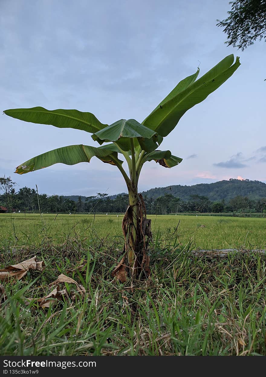 small banana tree still growing