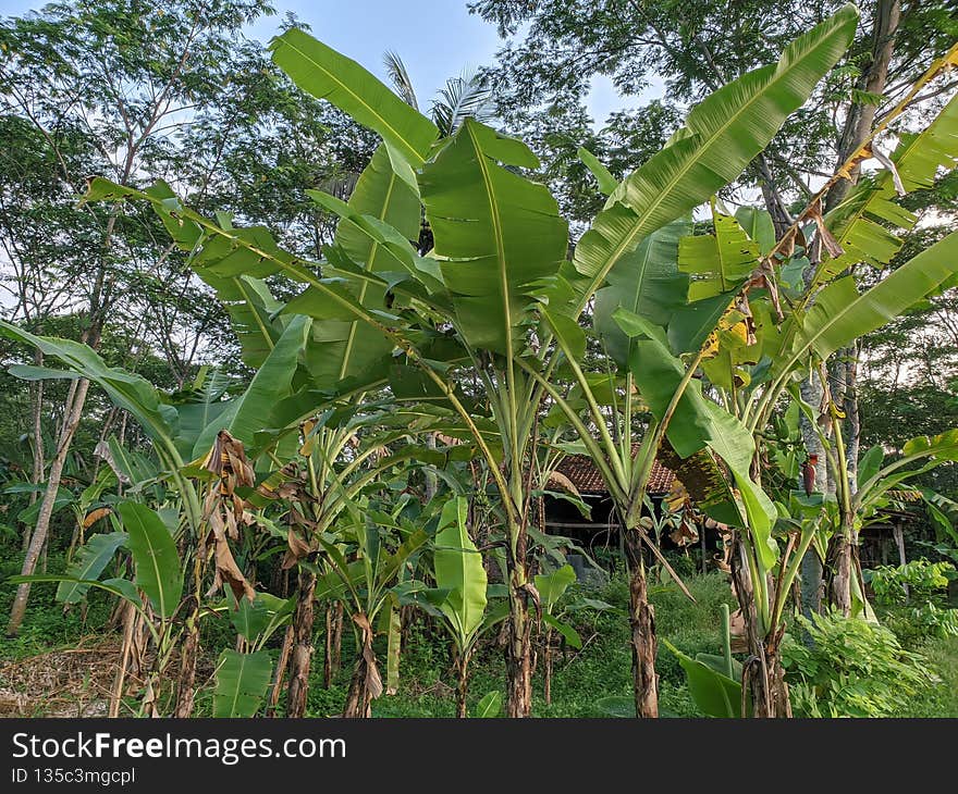 banana tree growing in the garden