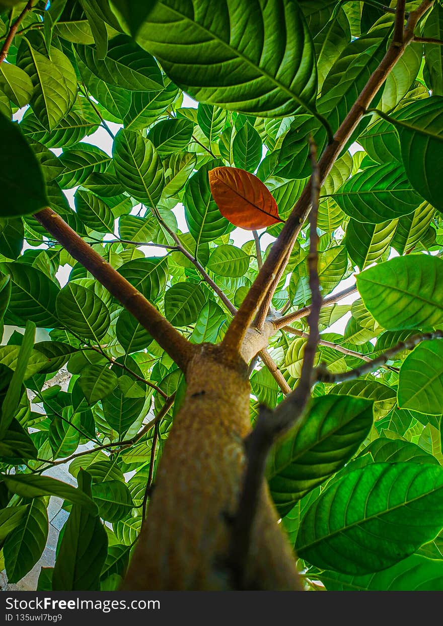old leaves on jackfruit tree