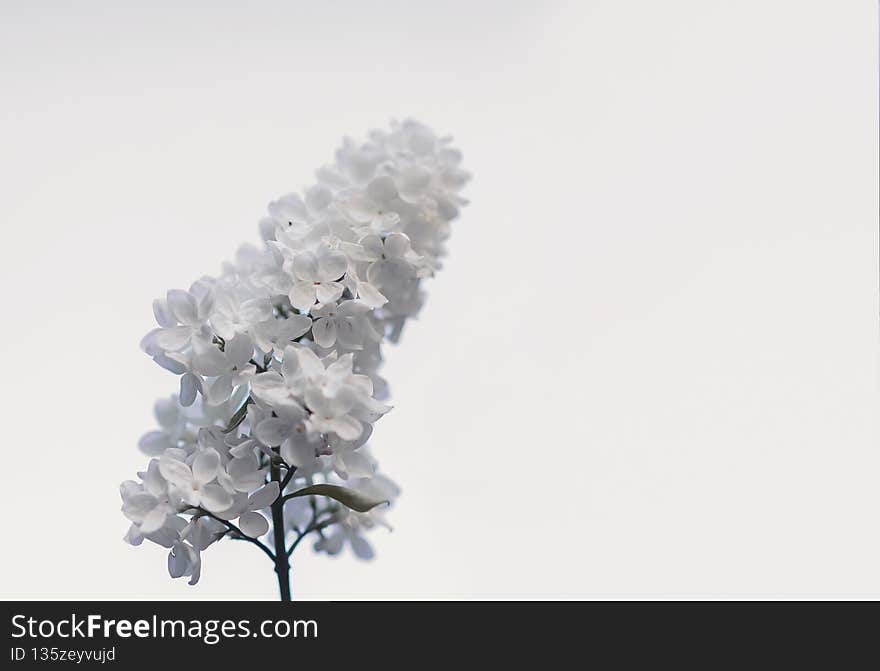 Lilac bush on a light background. White spring flowers. Copy space. Natural concept. Selective focus.