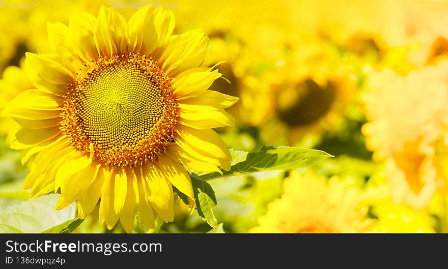 Sunflower natural background. Close up of sunflower