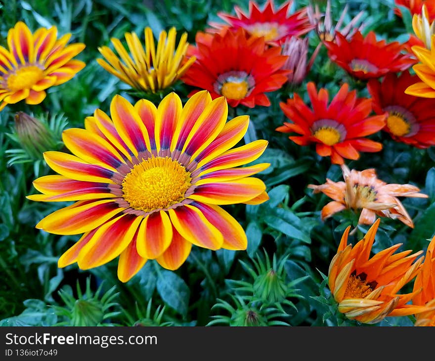 Gazania rigens various colours full frame stock photo. Treasure flower mixture background stock images. Gazania rigens various colours full frame stock photo. Treasure flower mixture background stock images