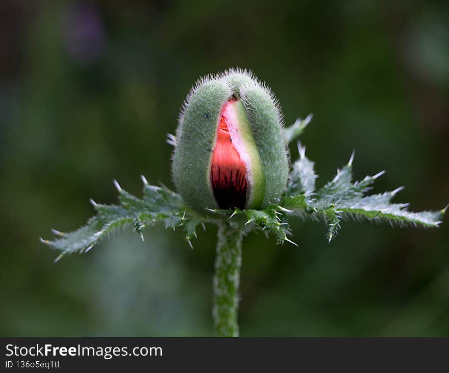 Red poppy bud close-up on dark background.  Macro.