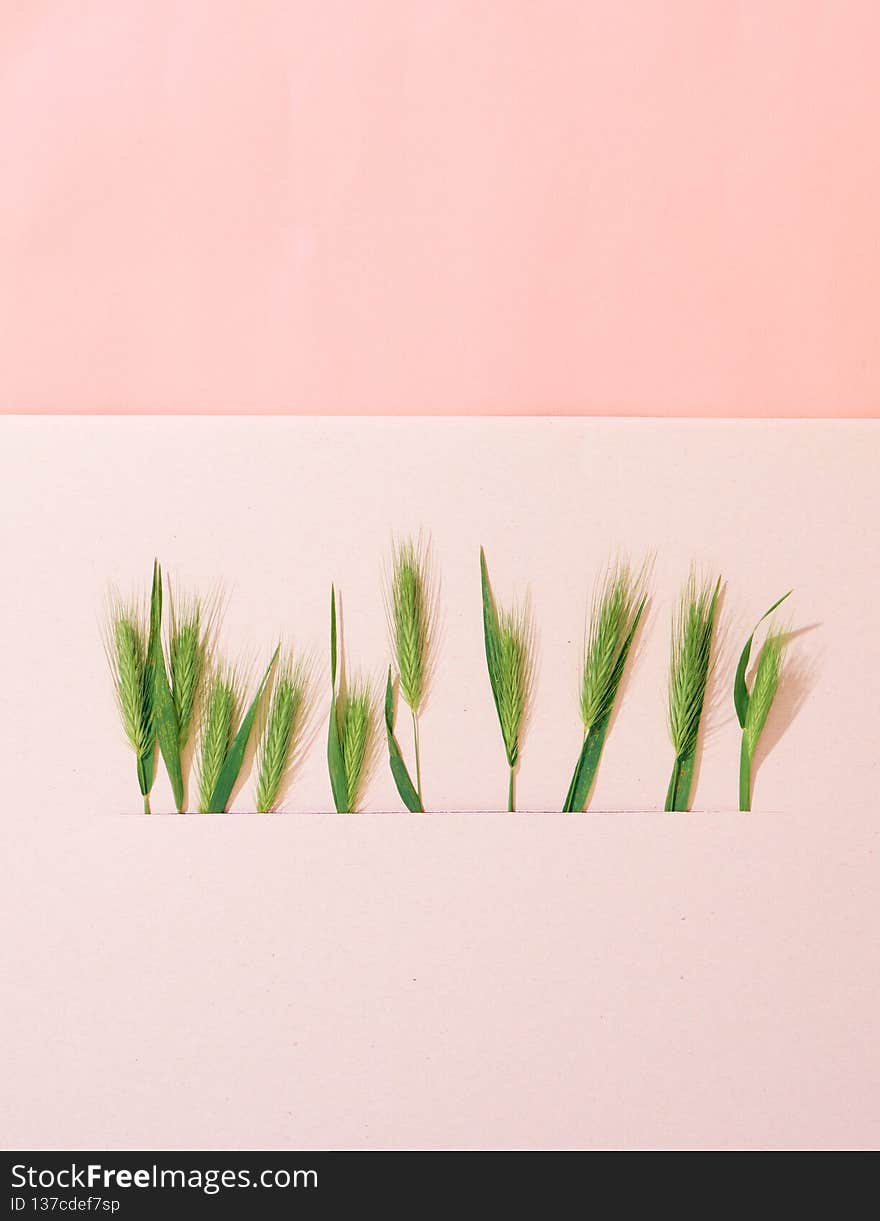 Composition with green spikelets. Top view, copy space. Composition with green spikelets. Top view, copy space