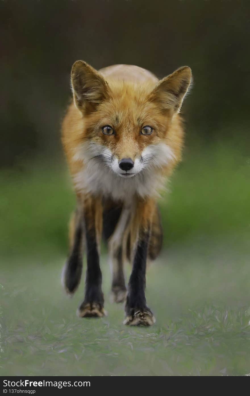 Red fox of San Juan Islands