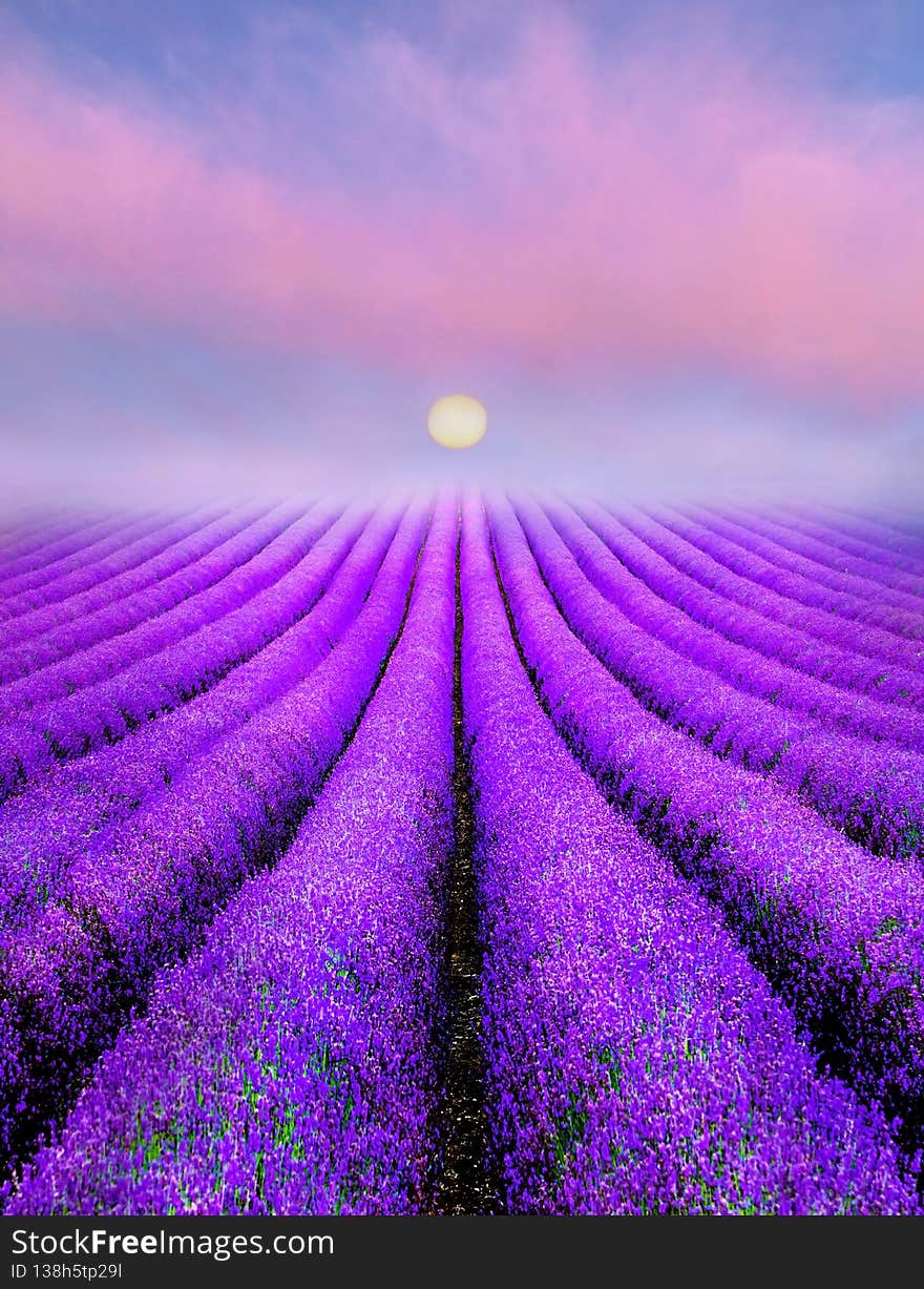 Rows of Lavender plants making a lovely patterns of nature abstract photo on a foggy sunrise. Rows of Lavender plants making a lovely patterns of nature abstract photo on a foggy sunrise
