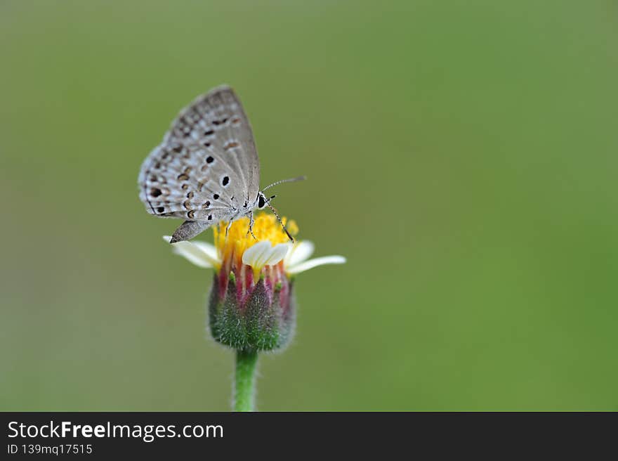 Small butterfly and the green background in the field