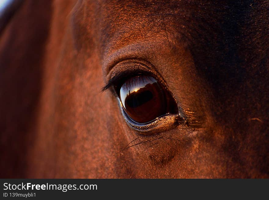 Close-up of a horses eye at sunset. Reflection of landscape in its eye. Close-up of a horses eye at sunset. Reflection of landscape in its eye.
