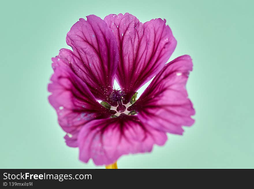 Pink Mallow or Hollyhock. Closeup of Alcea rosea.