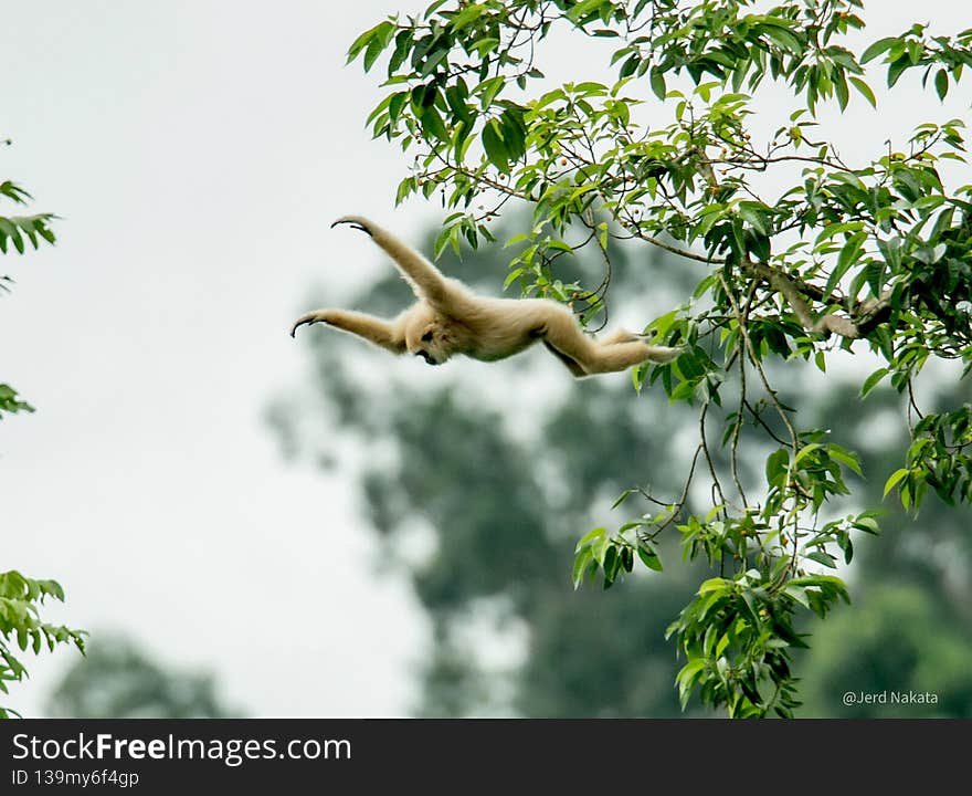 A gibbon jumping over trees, Wildlife in the Thailand Khao Yai national park, Nature in the forest of Asia.