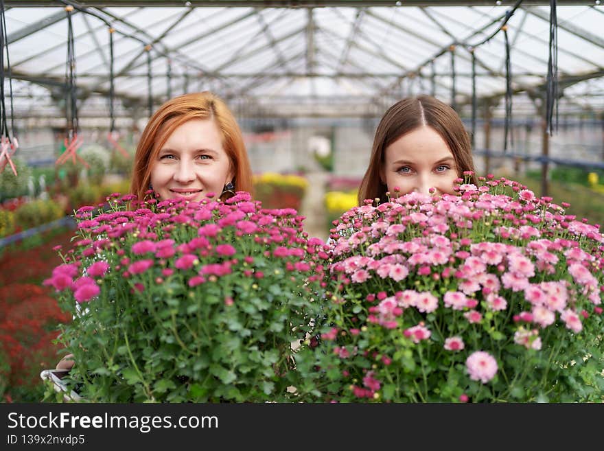 Portrait two adorable ladies posing with a bunches of pink chrysanthemums in a beautiful blooming green house with glass roof. Small entrepreneurship concept. Portrait two adorable ladies posing with a bunches of pink chrysanthemums in a beautiful blooming green house with glass roof. Small entrepreneurship concept