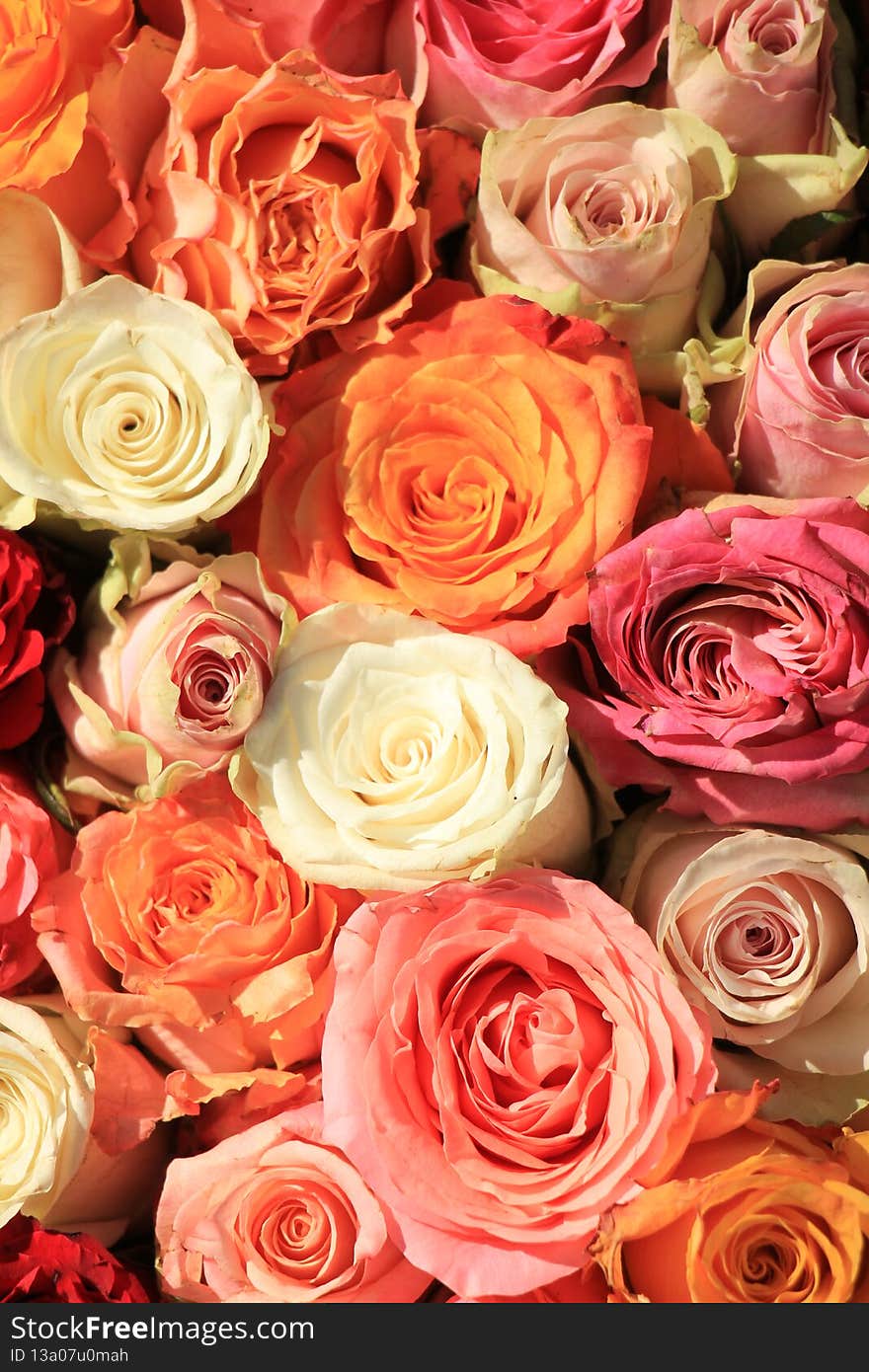 Mixed bridal bouquet in various shades of orange and pink. Mixed bridal bouquet in various shades of orange and pink