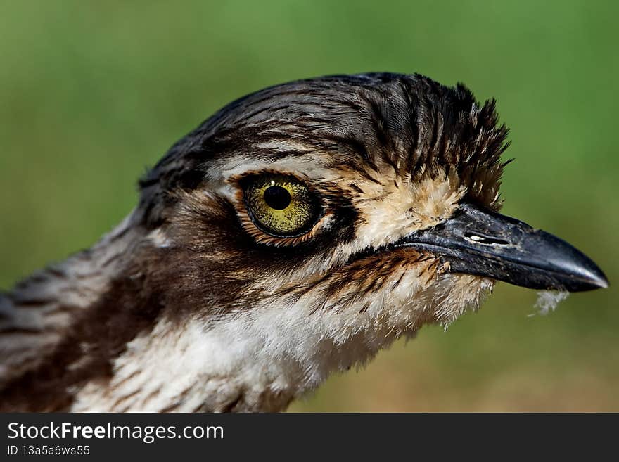 Bush Stone-curlew, bird, wildlife, nature