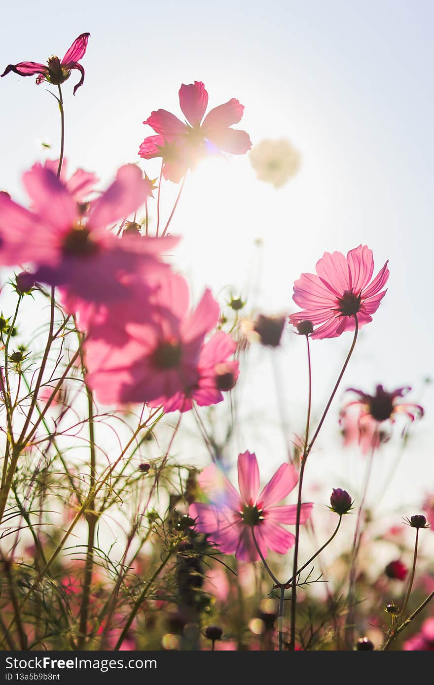 The colorful cosmos flower field is a popular winter flower planted in tourist spots for tourists to take pictures in the vast cosmos field. The background of colorful flower fields in winter