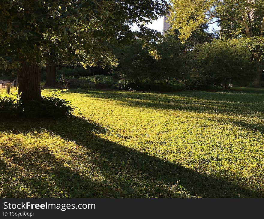 Sunrise in Summer at Central Park in Manhattan, New York, NY.