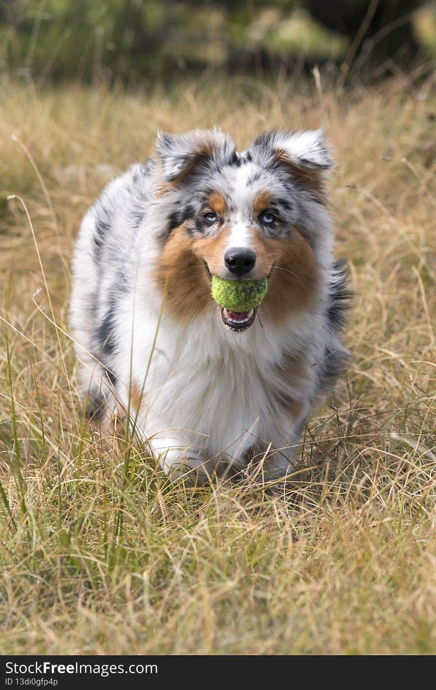 Blue merle Australian shepherd puppy dog runs on the meadow of the Praglia