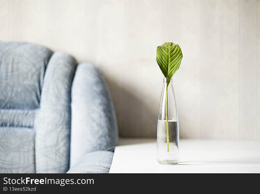 a the home garden, a simple glass bottle with a plant on the shelf at home,minimalist concept style
