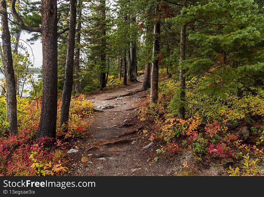dramatic snow capped jagged peaks of Grand teton mountains surrounded by vibrant autumn foliage of aspen and birch trees in Wyoming. dramatic snow capped jagged peaks of Grand teton mountains surrounded by vibrant autumn foliage of aspen and birch trees in Wyoming.