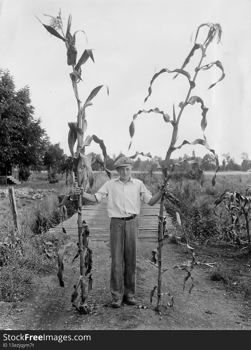 Original Collection: Extension and Experiment Station Communications Photograph Collection &#x28;P 120&#x29;

Item Number:  P120:2095

Image Description: A 4-H member near Junction City, Oregon, displays 12 foot high Golden King corn stalks.

You can find this image by searching for the item number by clicking here. 

Want more? You can find more digital resources online. 

We&#x27;re happy for you to share this digital image within the spirit of The Commons; however, certain restrictions on high quality reproductions of the original physical version may apply. To read more about what “no known restrictions” means, please visit the  Special Collections &amp; Archives website, or contact staff at the OSU Special Collections &amp; Archives Research Center for details. Original Collection: Extension and Experiment Station Communications Photograph Collection &#x28;P 120&#x29;

Item Number:  P120:2095

Image Description: A 4-H member near Junction City, Oregon, displays 12 foot high Golden King corn stalks.

You can find this image by searching for the item number by clicking here. 

Want more? You can find more digital resources online. 

We&#x27;re happy for you to share this digital image within the spirit of The Commons; however, certain restrictions on high quality reproductions of the original physical version may apply. To read more about what “no known restrictions” means, please visit the  Special Collections &amp; Archives website, or contact staff at the OSU Special Collections &amp; Archives Research Center for details.