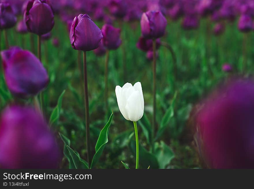 One among others. One white tulip among group of purple tulips. Individuality, leadership and uniqueness concept