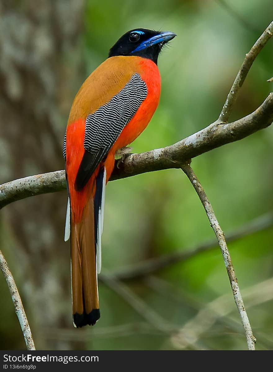 An image selective focus of scarlet rumped trogon