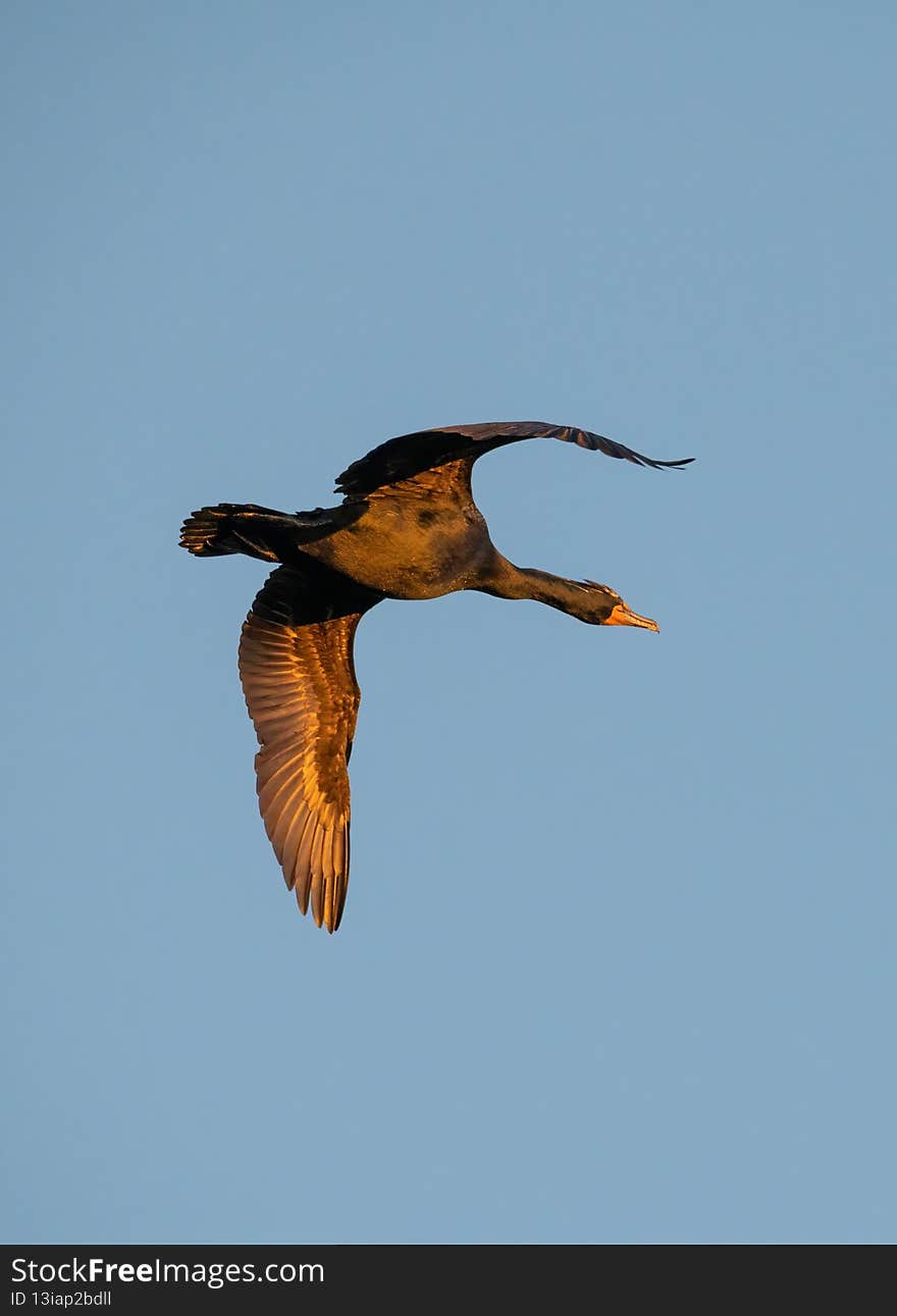Double-crested Cormorant flying