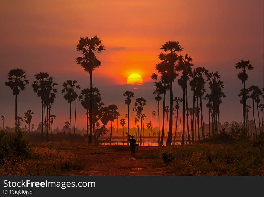 Orange gradient sky in a morning with tall palm tree silhouette in foreground