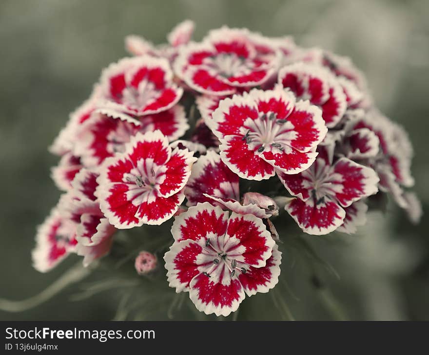 Sweet William flowers. Popular ornamental garden plant. Beautiful Dianthus barbatus.