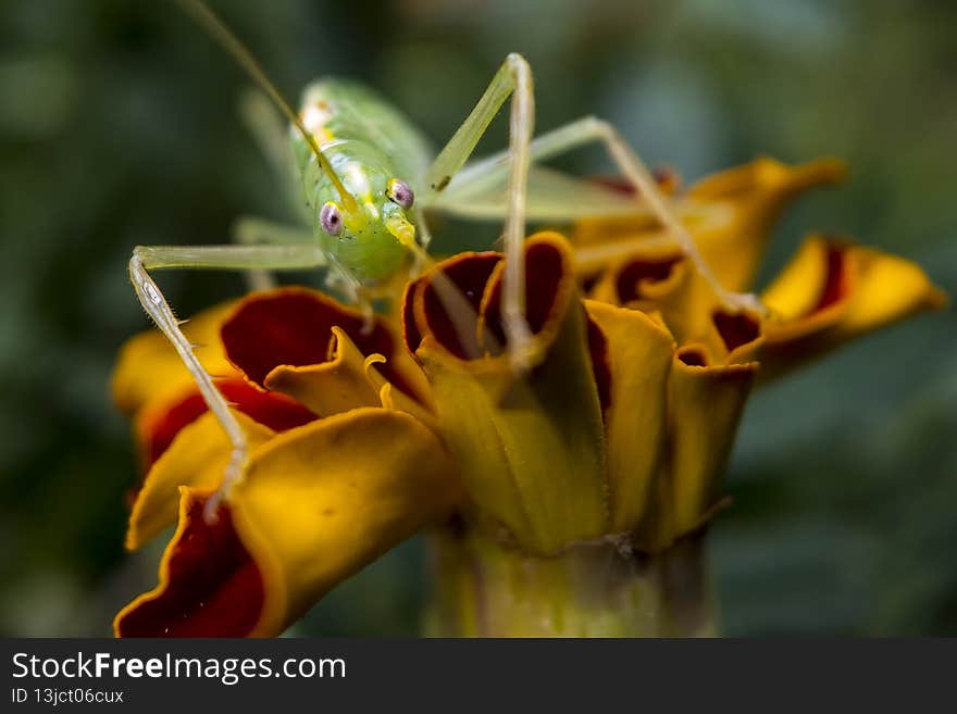 Green grasshopper locust sits on a marigold flower. Close-up photo, selective soft focus. . High quality photo
