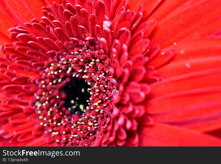 Snap of flowers in white background