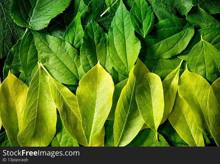 Background made of different layered green leaves, green yellow gradient. Copy space. Nature creative layout, Top view, flat lay. Green life concept. Close up. Background made of different layered green leaves, green yellow gradient. Copy space. Nature creative layout, Top view, flat lay. Green life concept. Close up