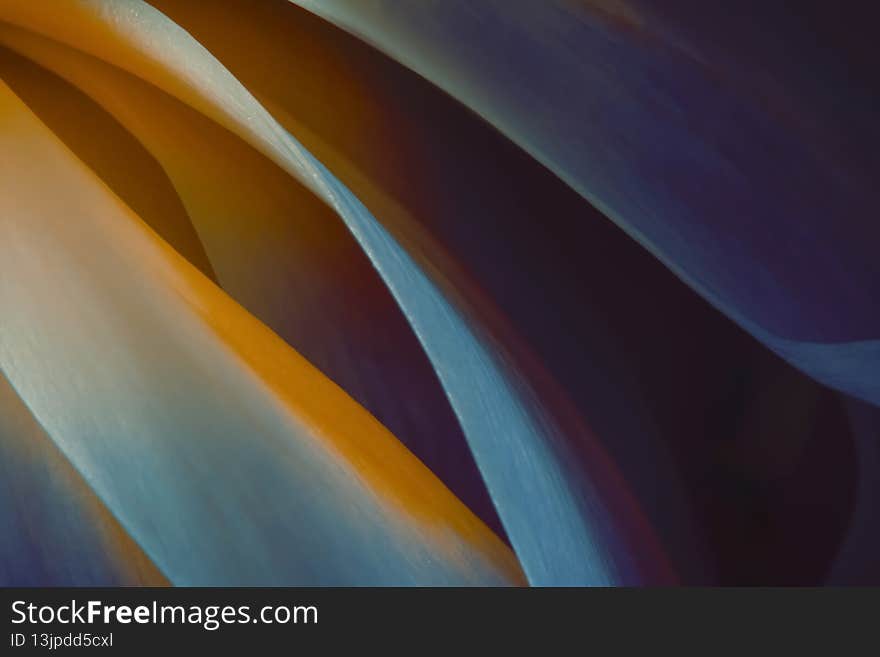 Macro Close Up Flower Photography. High resolution and Full Frame. Macro Close Up Flower Photography. High resolution and Full Frame