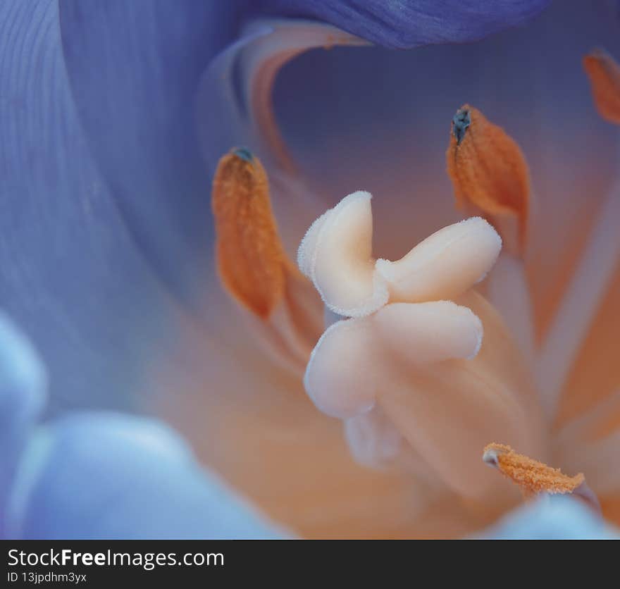 Macro Close Up Flower Photography. High resolution and Full Frame. Macro Close Up Flower Photography. High resolution and Full Frame