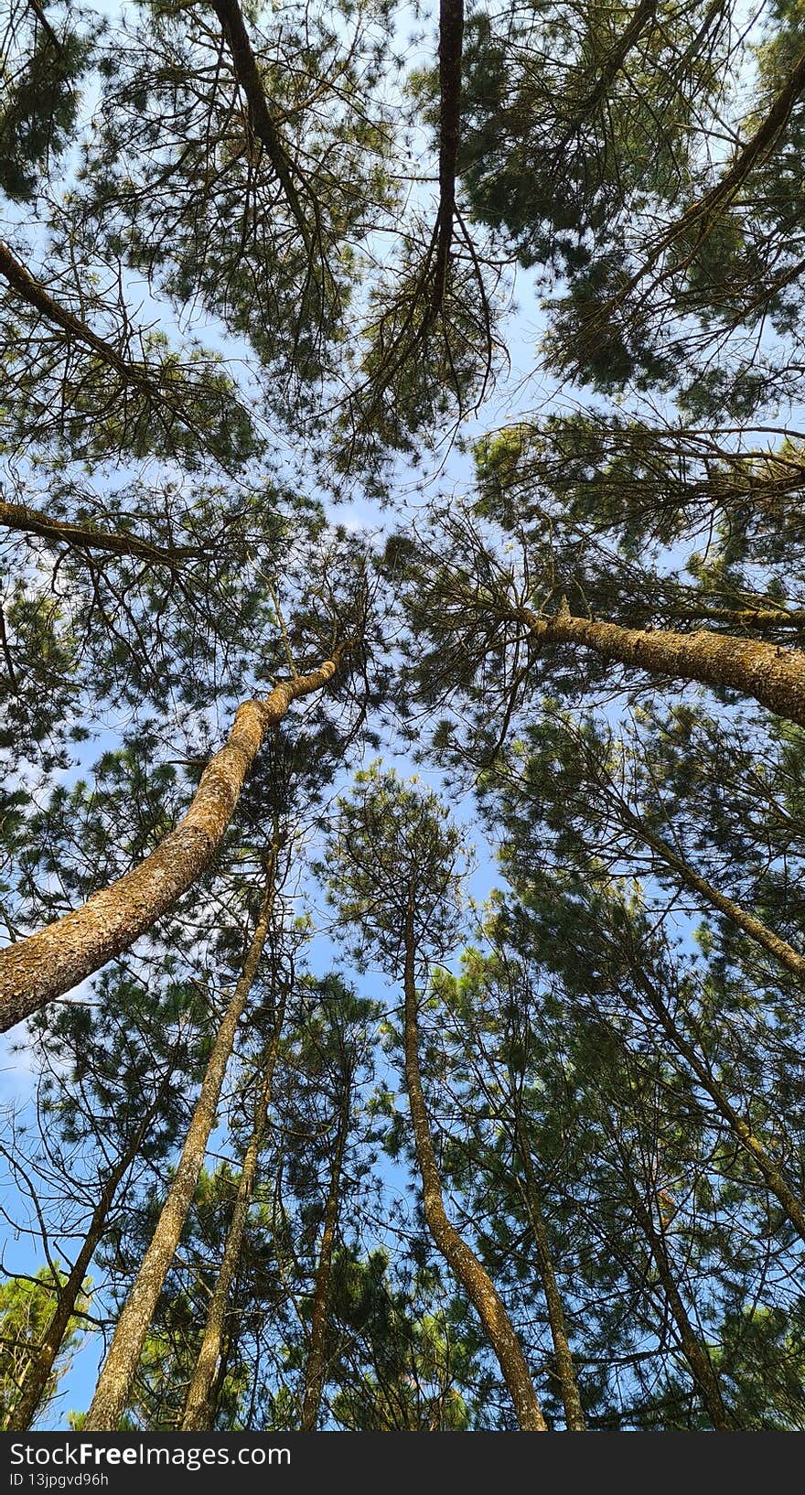 pines tree karacak valley