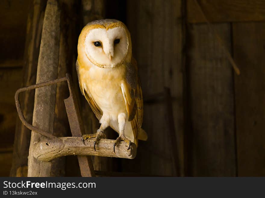 A Barn owl perched on old vintage tools