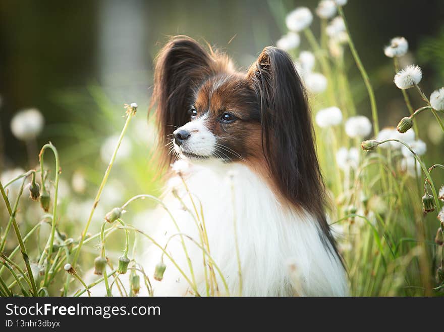 beautiful papillon dog in the grass and faded coltsfoot flowers in summer. Cute Continental toy outdoors at sunset