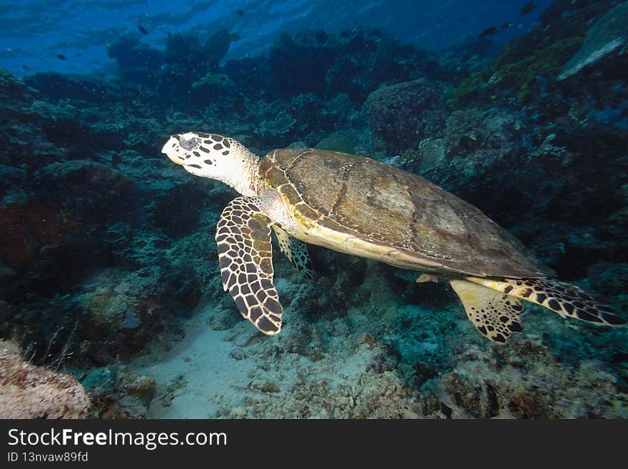 A picture of a lonely turtle in the sea. A picture of a lonely turtle in the sea