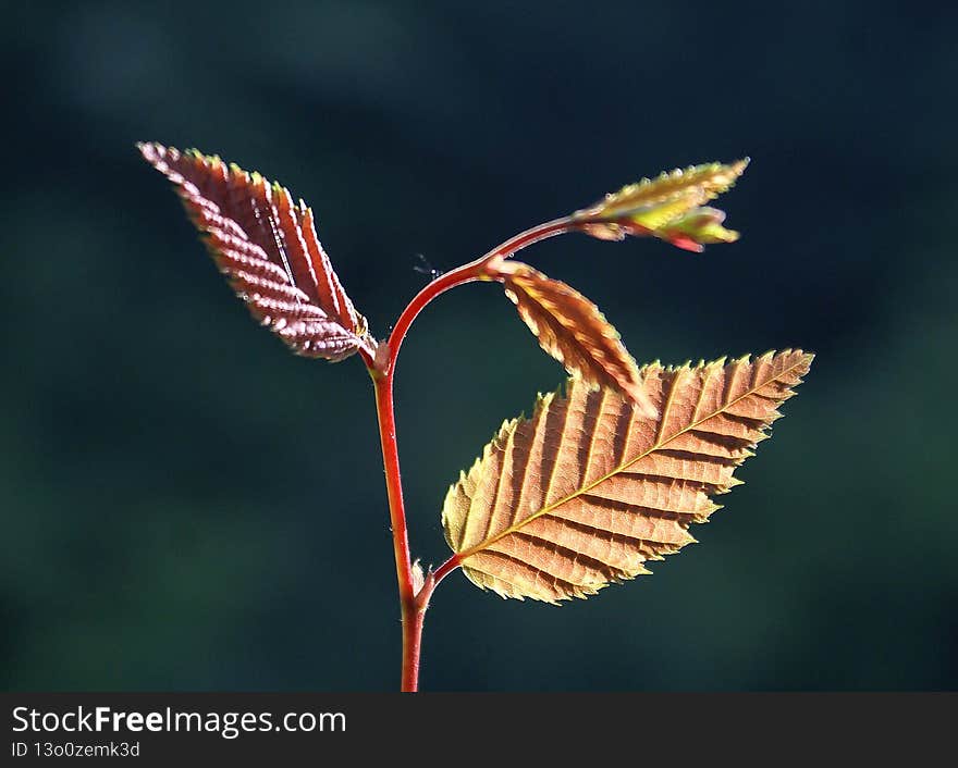 An incredible photo of autumn leaves.