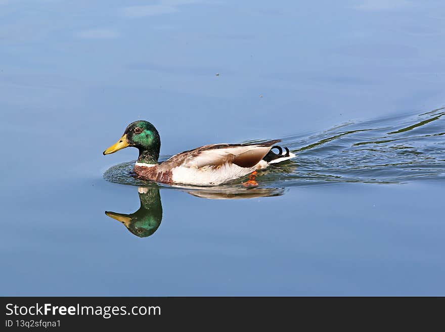 Mallard duck swimming on a lake