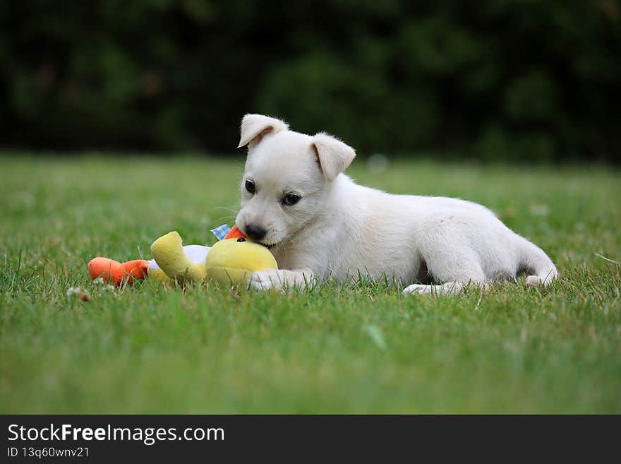 Beautiful puppy Lablador poses for photos.