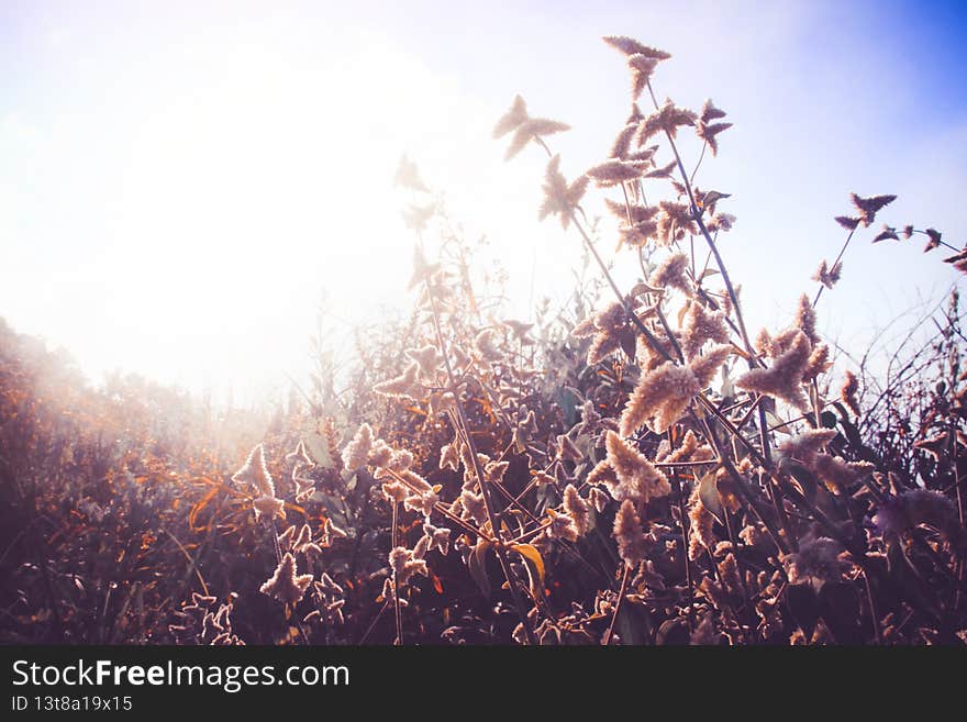 Silhouette golden light with blurred wild grass flowers in sunset blossom in forest. Vintage tone color style