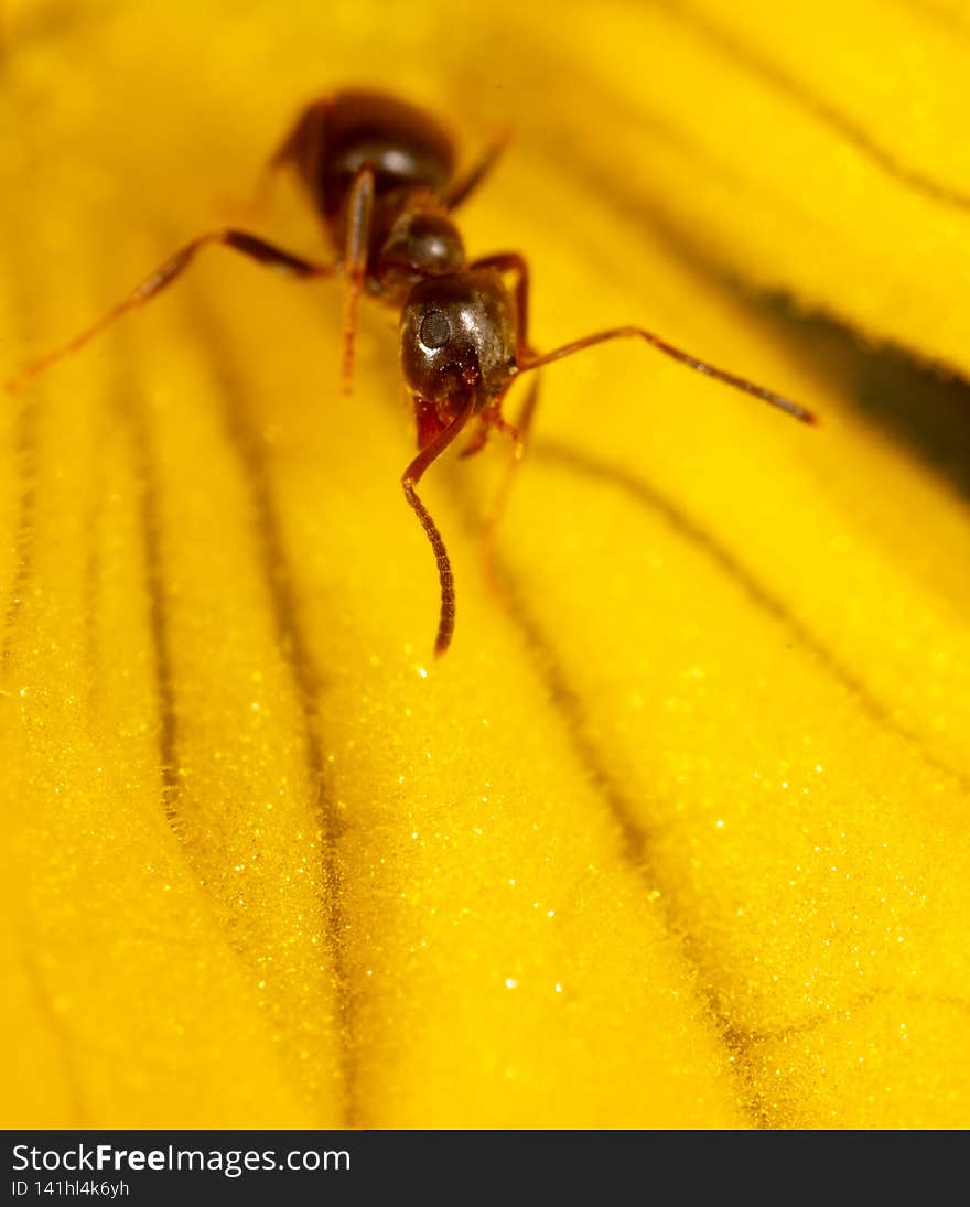 Close-up of an ant on a yellow flower in nature. Macro