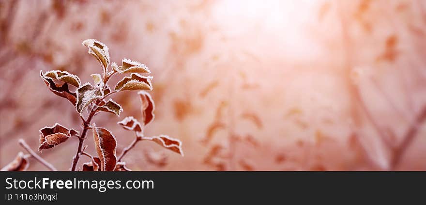 Frost-covered dry leaves on a tree in the garden at sunrise in brown-pink tones.