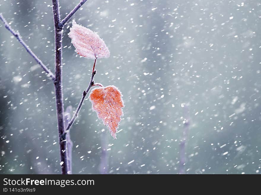The last dry leaves on the tree during a heavy snowfall, Christmas and New Year background.