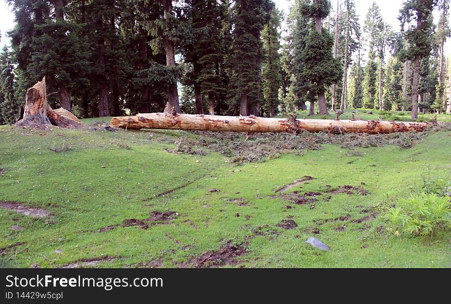 Timber! That`s the call of warning you hear before a tree falls. That`s because those lumberjacks are going to use the tree to make timber, otherwise known as `lumber` or the wood used for construction. Timber! That`s the call of warning you hear before a tree falls. That`s because those lumberjacks are going to use the tree to make timber, otherwise known as `lumber` or the wood used for construction.